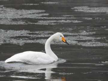 Zima w Spalskim Parku Krajobrazowym, <p>łabędź krzykliwy</p>